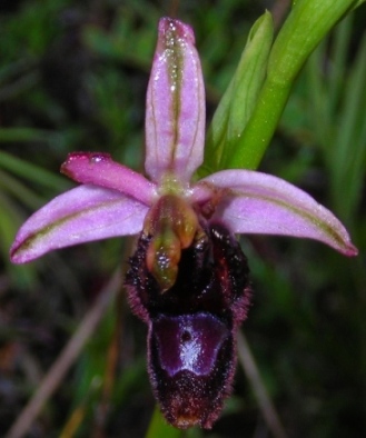 Ophrys bertolonii